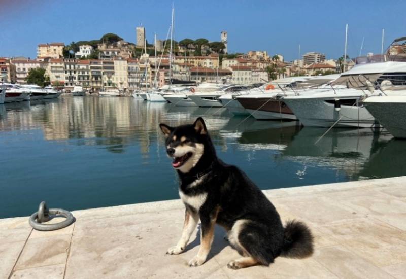 YACHT HARBOR CANNES OLD PORT OF CANNES